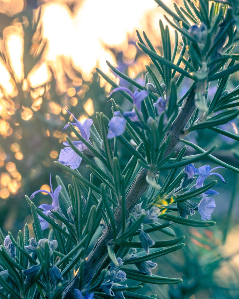 3. Choose Planting with Care