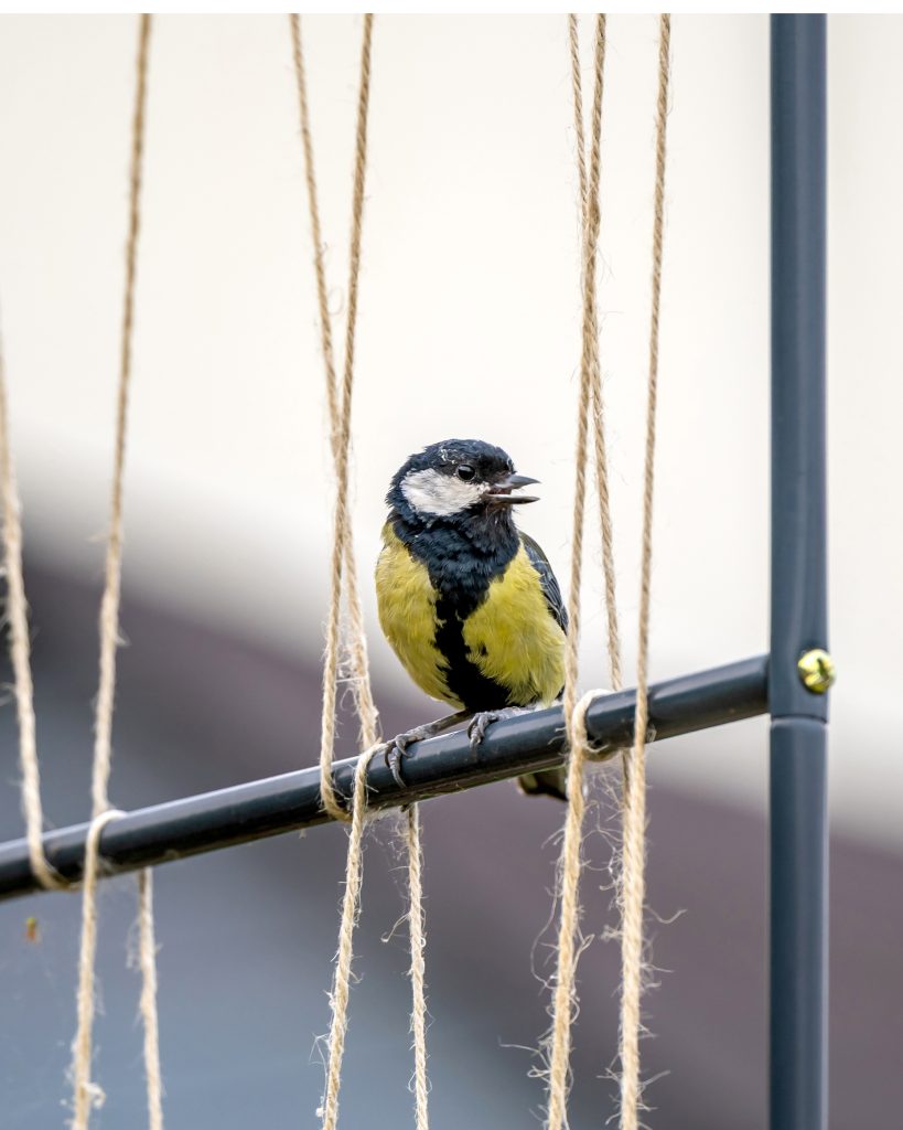 5. Welcome Wildlife In